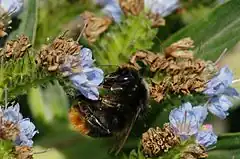 Description de l'image Bombus confusus 2.jpg.