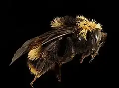 Description de l'image Bombus crotchii, f, right, Yolo Co, CA 2019-03-21-19.03.51 ZS PMax UDR (48939631141).jpg.