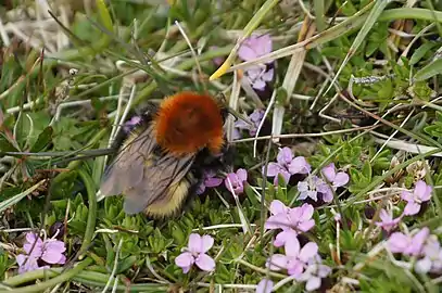 Butinage sur une Silène acaule, archipel des Shetland.