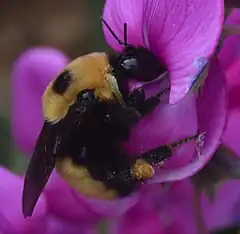 Description de l'image Bombus nevadensis 080115.jpg.