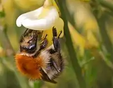 Bombus pascuorum butinant