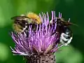 Cirse à feuilles variables butinée par un Bombus pascuorum et un Bombus bohemicus, à Keila, en Estonie. Juin 2016.