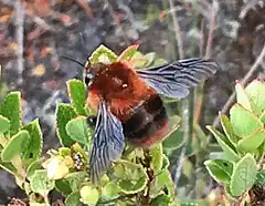 Description de l'image Bombus rubicundus.jpg.