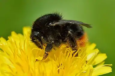 Bombus ruderarius sur un pissenlit, vers Keila, Estonie. Mai 2021.