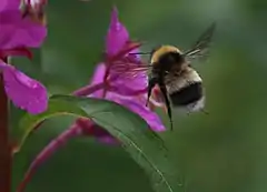 Description de l'image Bombus sporadicus.jpg.