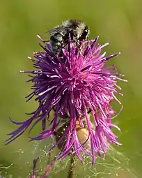 Bombus veteranus