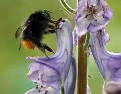 Description de l'image Bombus wurfleini tyvhumle.jpg.