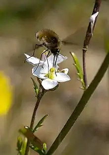 Bombyle butinant.