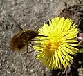 Un grand bombyle butinant une fleur de tussilage