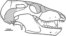 Dessin du crâne de Bonacynodon vu de droite.