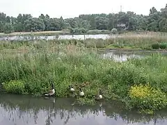 Le marais de Bonnance.