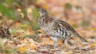 La Gélinotte huppée.