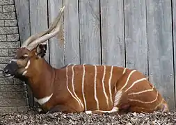 Tragelaphus eurycerus isaaci au Zoo de Louisville.