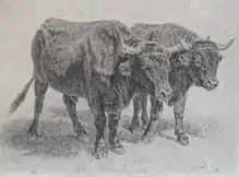 lithographie montrant une paire de bœufs attelés. Leur robe unie est sombre et les cornes bien développées.