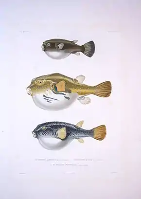 Description de l'image Bonite-poissons-pl10.jpg.