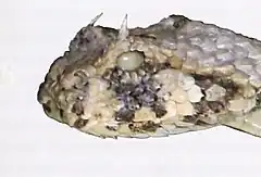 Description de l'image Bonn zoological bulletin - Bitis caudalis.jpg.