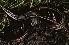 Description de l'image Bonn zoological bulletin - Tetradactylus ellenbergeri.jpg.