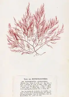 Bonnemaisonia asparagoides