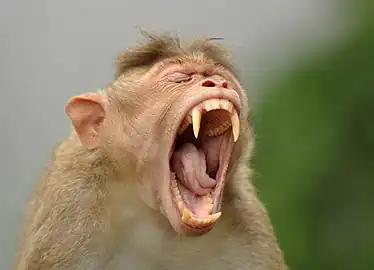 Macaque à bonnet bâillant, Karnataka (Inde).