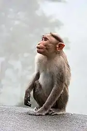 Un macaque à bonnet regardant quelque chose.