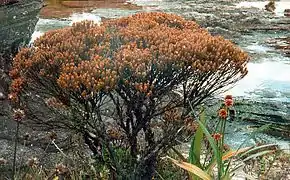 Bonnetia roraimae, endémique du mont Roraima