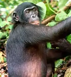 Bonobo ou Pan paniscus