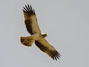 Aigle botté en vol