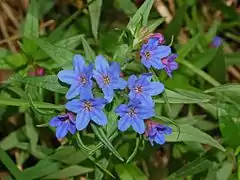 Grémil pourpre bleu.