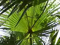 Toutes les Borasseae ont des feuilles palmées, comme ce Borassus aethiopum