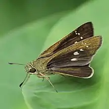 Papillon tirant vers la mouche posé sur une feuille doucement verte.