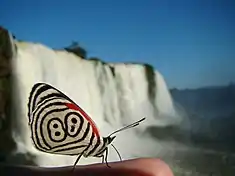 Diaethria clymena, appelée communément Double 8. Ici sous-espèce diaethria clymena janeira photographiée face aux chutes d'Iguazu.