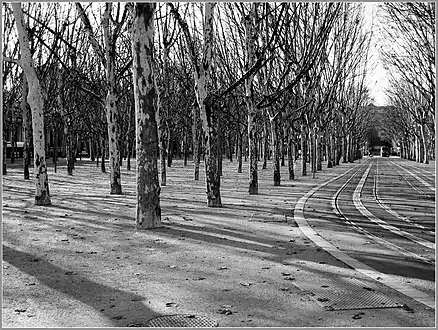 Arbres de la place des Quinconces