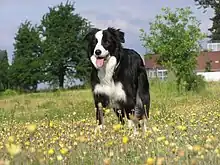 Un chien noir et blanc dans un champ de fleurs.