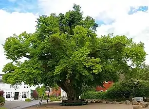 Le tilleul de Bordesholm (de), ancien tilleul du tribunal de Bordesholm