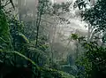 Forêt équatoriale à Bornéo dans le parc national du Kinabalu.