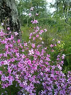 Description de l'image Boronia ledifolia 2.jpg.