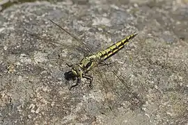 Orthetrum cancellatum dans le parc national de Bourabay, Kazakhstan. Juin 2022.