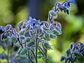 Inflorescences.