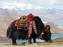 Yack (Bos grunniens) au bord du Yamdrok-Tso, au Tibet.