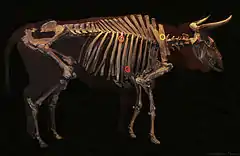 Aurochs