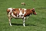 Photo couleur d'une vache pie rouge à mamelle développée. Sa morphologie montre une charpente et une musculature fine.