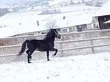 Photo en couleur montrant un cheval noir trottant dans la neige