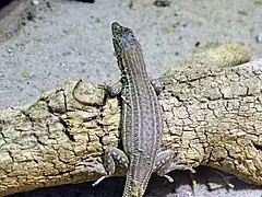 Description de l'image Bosc's fringe-toed lizard (Acanthodactylus boskianus), Zoo Berlin Aquarium - 10 August 2017.jpg.