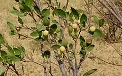 Description de l'image Boscia senegalensis fruits.jpg.