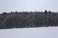 Forêt de hêtres et pâturages neigeux en Bosco Chiesanuova, au Parc naturel régional de la Lessinia, Italie, 2013.