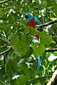 Quetzal resplendissant du Costa Rica.