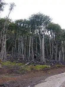 Photo couleur : vue de la lisière d'une forêt constituée d'arbres au feuillage haut.