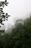 Forêt de nuage à Comaltepec, dans la Sierra d'Oaxaca