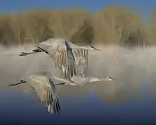 En vol, au refuge faunique national de Bosque del Apache.