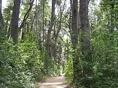 Forêt de coihués (Nothofagus dombeyi)